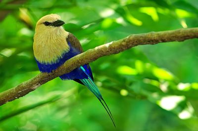 Blue Bellied Roller