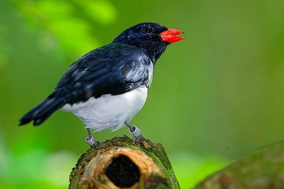Red-billed Pied Tanager