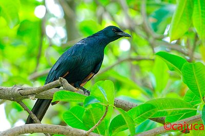 Red winged starling ( Onycognathus morio )