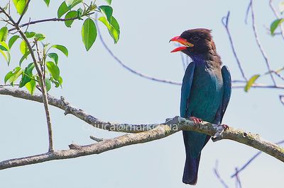 DSC_2033.jpg
