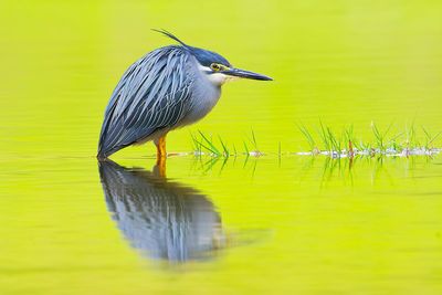 Little Heron ( Striated Heron - Butorides striata )