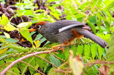 Chestnut-capped Laughingthrush