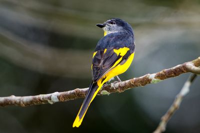 Grey-chinned minivet-female