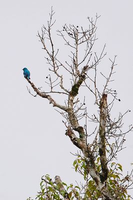  Verditer Flycatcher