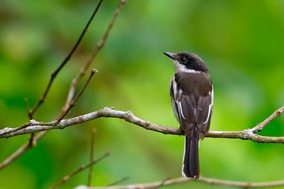 Bar-winged Flycatcher-shrike ( Hemipus picatus )