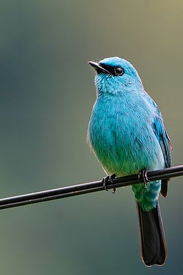Verditer Flycatcher (Eumyias thalassina)