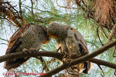 Spotted Wood-Owl ( Strix seloputo )
