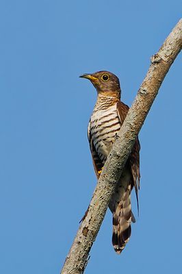 DSC_6136.jpg