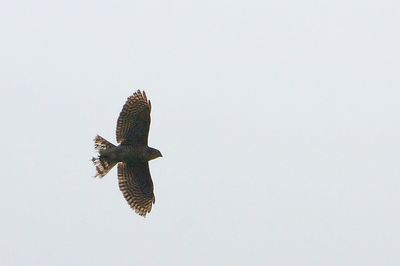 DSC_5045.jpg