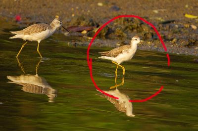 Marsh Sandpiper (Tringa stagnatilis)