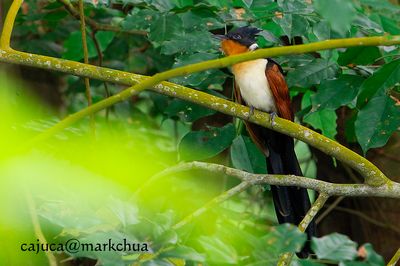 Chestnut-winged Cuckoo (Clamator coromandus)