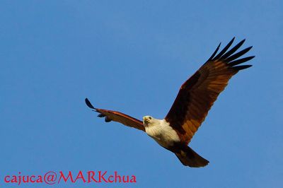 Haliastur indus, Brahminy Kite