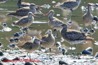 Bar-tailed Godwit ( Limosa lapponica )
