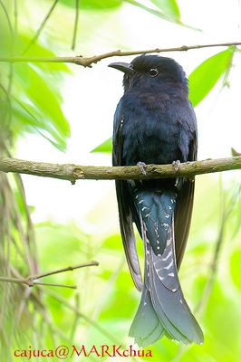 Asian Drongo-Cuckoo ( Surniculus lugubris )