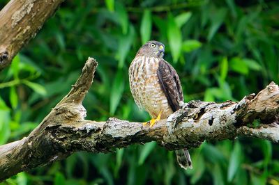DSC_7281_filtered.jpg