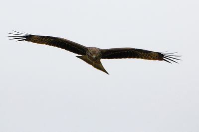 DSC_8988.jpg