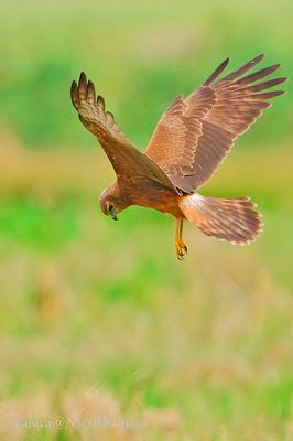 DSC_8078_filtered.jpg