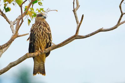 Black Kite (Milvus migrans)