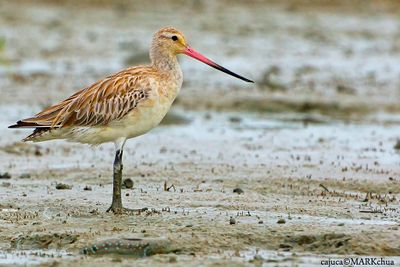 Bar-tailed Godwit (Limosa lapponica)