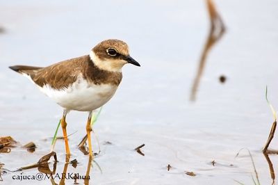 Little Ringed Plover