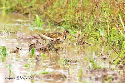 Greater Painted-snipe