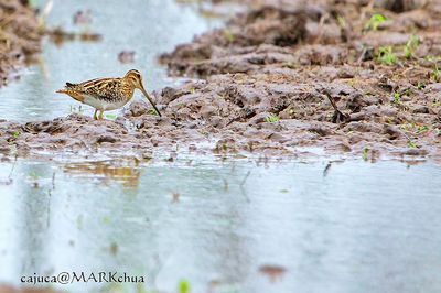 Pintail Snipe (Gallinago stenura)