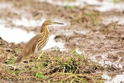 Pond Heron