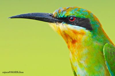 Blue-tailed Bee-Eater