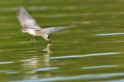 DSC_1640_filtered.jpg