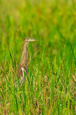Pond Heron