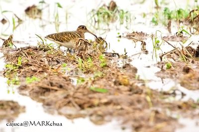 Greater Painted-snipe