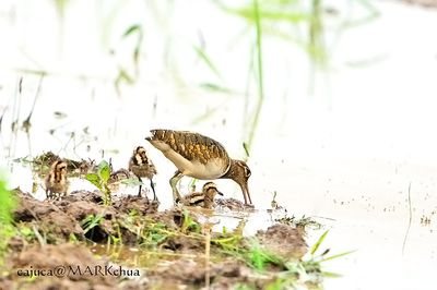 Greater Painted-snipe (Rostratula benghalensis)
