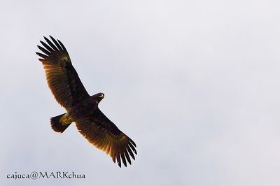 Greater spottted Eagle