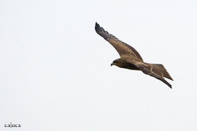 DSC_8978.jpg