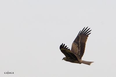 DSC_8993.jpg