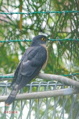Hodgson's Hawk Cuckoo (Cuculus nisicolor)