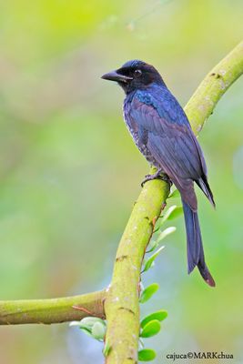 Crow billed Drongo, 1st winter