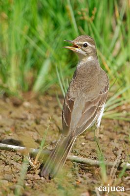 DSC_1455mm.jpg