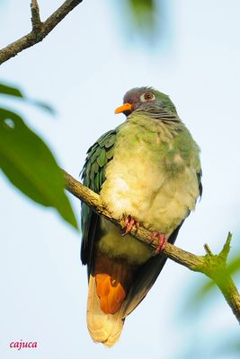 DSC_0736.jpg