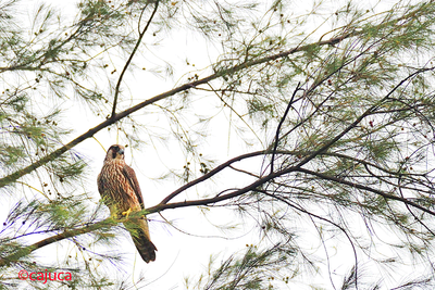 Peregrine Falcon (Falco peregrinus)