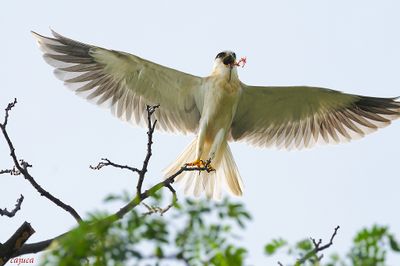 DSC_2647.jpg
