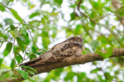 Grey Nightjar