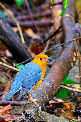 orange headed thrush