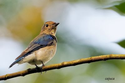 Blue-and-white Flycatcher (Cyanoptila cyanomelana)