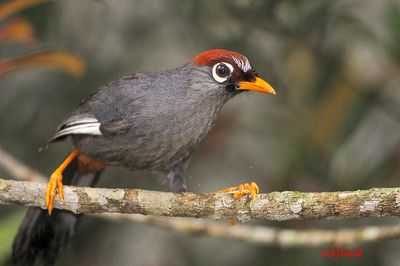 Chestnut Capped Laughingthrush (Garrulax mitratus)