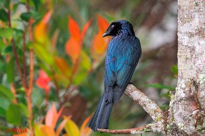 Lesser Racket-tailed Drongo (Dicrurus remifer)