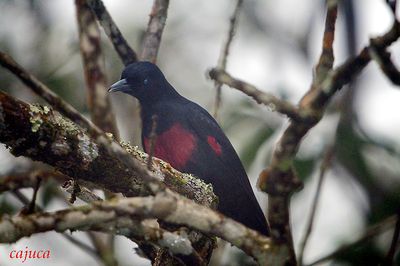 PASSERIFORMES : Oriolidae