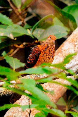 Little Cuckoo-dove (Macropygia ruficeps)