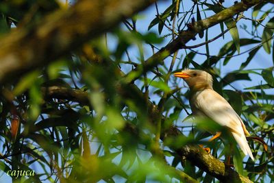 PASSERIFORMES: Sturnidae ( starling, Myna )