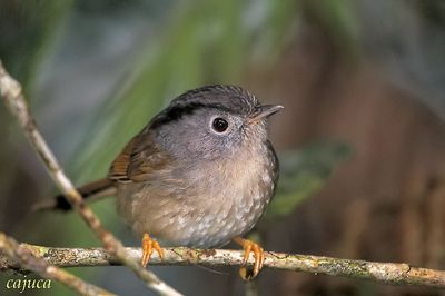 Mountain Fulvetta (Alcippe peracensis)